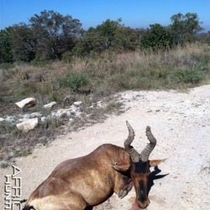 Hartebeest