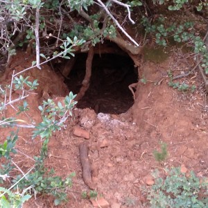 Warthog burrow