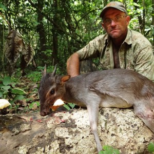 Blue duiker