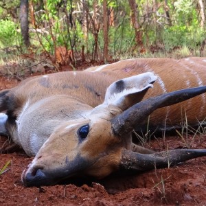 Harnessed bushbuck