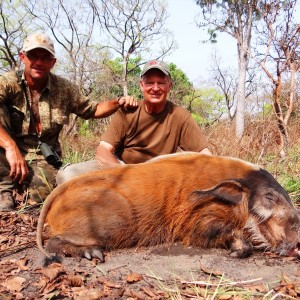 Red river hog