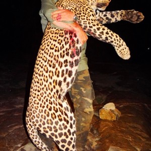 Big leopard