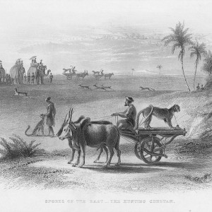Hunting with Cheetah 1859