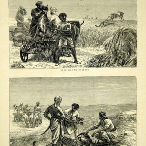 Wood Engraving Cheetah Hunting in India 1872