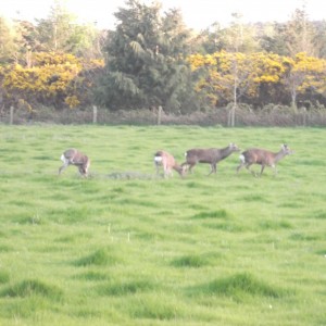 Sika deer