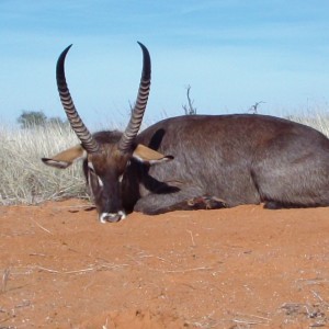 Waterbuck