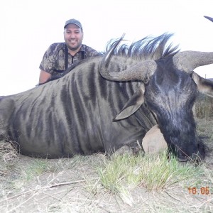 Blue Wildebeest