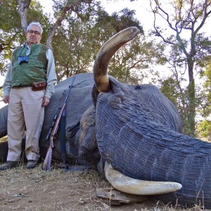 South African Elephant