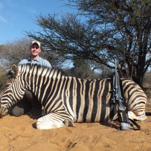 Burchell Zebra