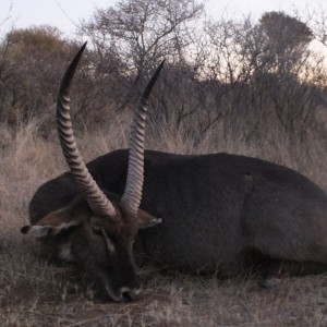 Waterbuck