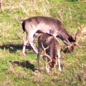 Free Range Fallow Buck