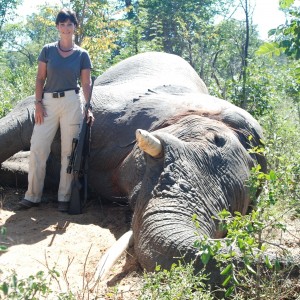 Elephant Zimbabwe