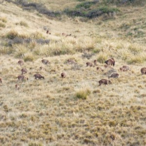 New Zealand Tahr