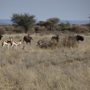 springbok and black wildebeest