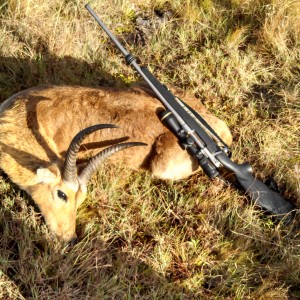 Reedbuck