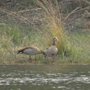 Egyptian Geese