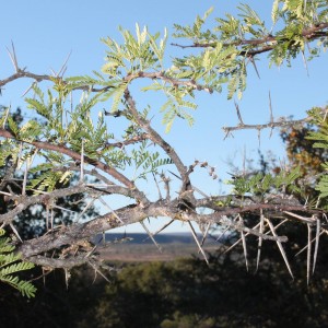 Close up and personal with the African Bush