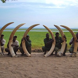 Elephant tusks