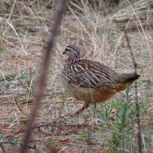 Crested Francolin Namibia