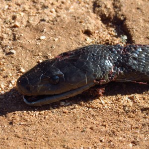 Black Mamba Namibia