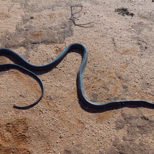 Black Mamba Namibia