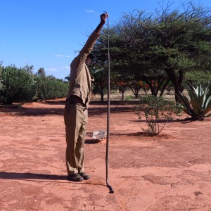 Black Mamba Namibia