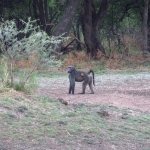 Chacma Babbon Namibia