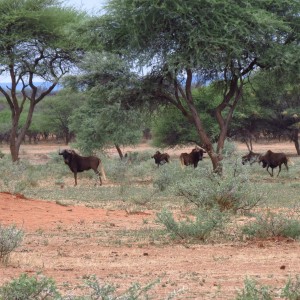 Black Wildebeest Namibia