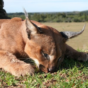 Lynx