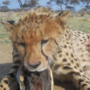 Hunting Cheetah at Ozondjahe Hunting Safaris in Namibia