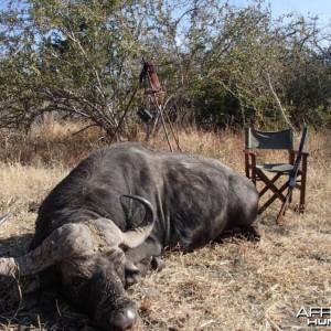 Buffalo Tanzania