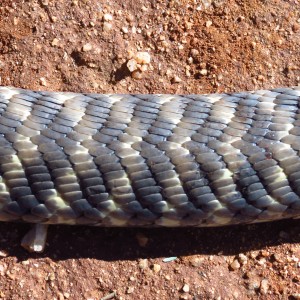 Zebra Spitting Cobra aka Zebra Snake