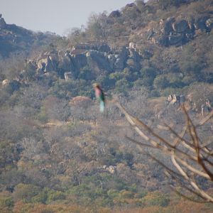 lilac brested roller