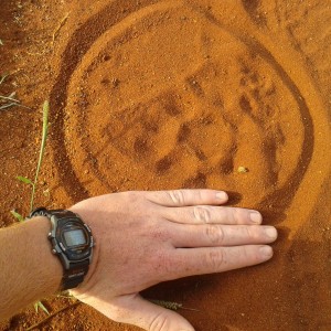 leopard track