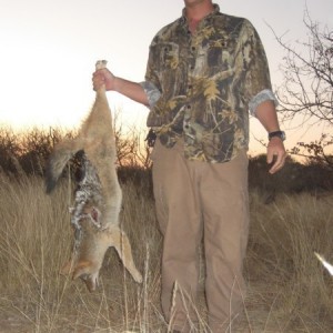 Black Back Jackal hunted at Westfalen Hunting Safaris Namibia