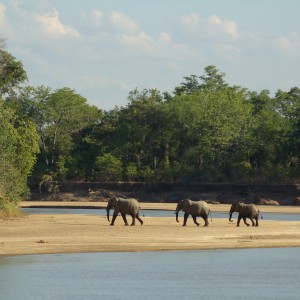 Southern Luangwa