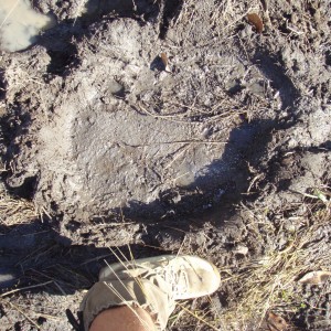 Large elephant footprint.