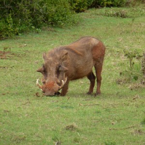 Warthog