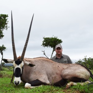 Gemsbok