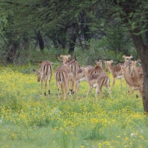 Impala