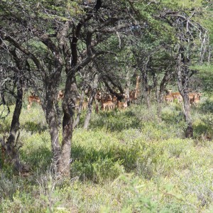 Impala herd