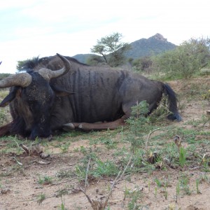 Blue Wildebeest