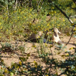 Young springbok