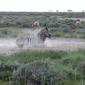 Zebra