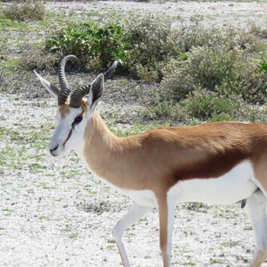 Springbok