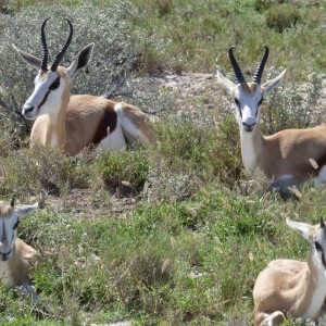 Springboks