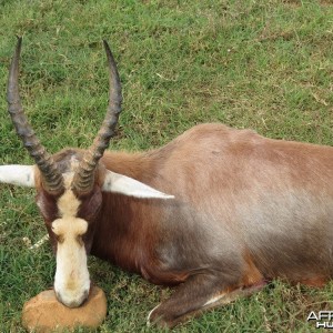 Blesbok