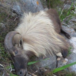 Tahr