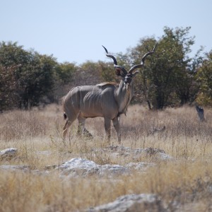 Big Namibian Kudu