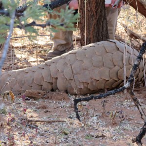 Pangolin